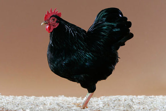 Plymouth Rock Cock